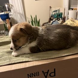 Boy 1 - Sable male Pembroke Welsh Corgi puppy in Saylorsburg, Pennsylvania from Dunnideer Farm