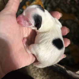 Digger - Black brown and white Papillon puppy in Salina, Utah from Desert Mountain Papillons