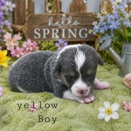 Ron - Blue male Pembroke Welsh Corgi puppy in Charleroi, Pennsylvania from Twilight Hollow Corgis