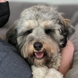 Daisy - Bernedoodle