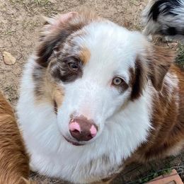 Australian Shepherds, Miniature Australian Shepherds, and Toy Australian Shepherds from Hanna’s Piney Paws