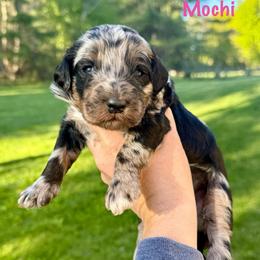 Mochi - Merle female Bernedoodle puppy in Midland, Michigan from Northern Charm Farm