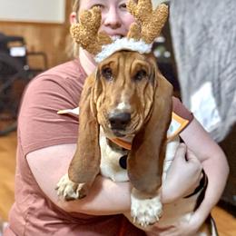 Teddy - Basset Hound