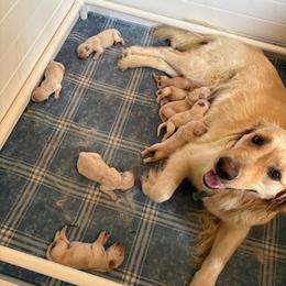 Girl 3 - Light golden female Golden Retriever puppy in Turner, Maine from Bear Pond Retrievers