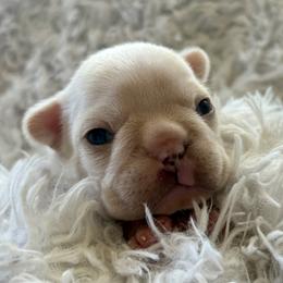 Porky - Cream male French Bulldog puppy in Greeley, Colorado from Mandy Moon French bulldogs