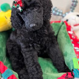 Merry - Black female Poodle puppy in Nederland, Texas from Lingo Standard Poodles