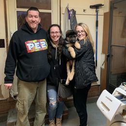 German Shepherd Puppies from Shenango Valley Shepherds