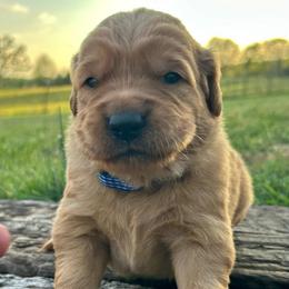 Benny - Golden male Golden Retriever puppy in Doniphan, Missouri from Stockford’s Golden Retrievers