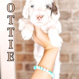 Dottie - Chocolate female Australian Labradoodle puppy in Decatur, Alabama from Southern Meadows Doodles