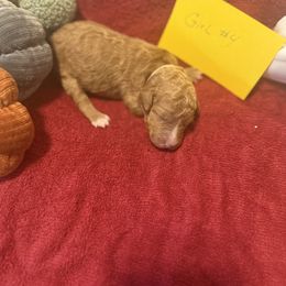 Girl 4 - Brown female Poodle puppy in Detroit, Michigan from Pretty Spoiled Spoos llc