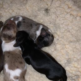 Dachshund Puppies from Tiny Dancer Dachshunds