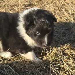 CHASE - Black white and tan male Shetland Sheepdog puppy in Luray, Missouri from Krayola Shelties