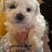 Jupiter - White male Bolognese puppy in Fall River Mills, California from Kenalee Farm