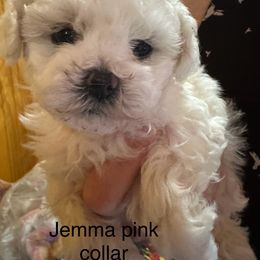 Jupiter - White male Bolognese puppy in Fall River Mills, California from Kenalee Farm