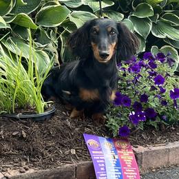 Dachshund Puppies from Miniature Dreams Dachshunds