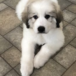 Great Pyrenees Puppies from White O'Morn Farm AKC Great Pyrenees