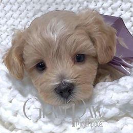 Lily - Apricot female Maltipoo puppy in Spring, Texas from GlamPaw Maltipoos