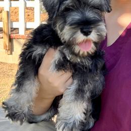Giant Schnauzer and Miniature Schnauzer Puppies from My Angel Schnauzers