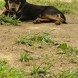 Catahoula Leopard Dog All Grown Up from 7Sins catahoulas