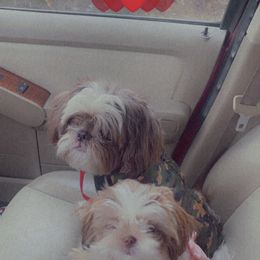 Shih Tzu Puppies from Casa de Santiago