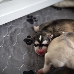 Siberian Husky Puppies from Ivie Huskies