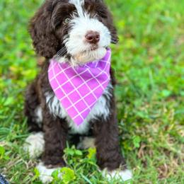 Aussiedoodle, Australian Mountain Doodle, and Bernedoodle Puppies from Magnolia Grove Farms