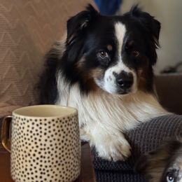 Onyx - Australian Shepherd