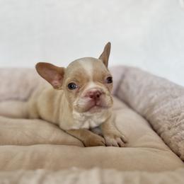 Boy 4 - Cream male French Bulldog puppy in Walnut, California from Flores Frenchies