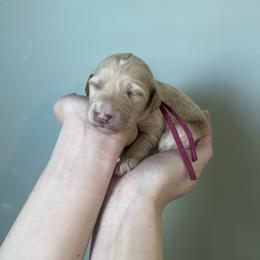 Bunny - Red  female Goldendoodle puppy in Calera, Alabama from Red Mountain Minis