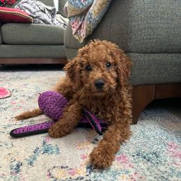 Lucky - Red male Cavapoo puppy in Springfield, Oregon from Teddy Bear Doodles
