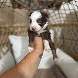 Female3 - Red tri female Miniature Australian Shepherd puppy in Angleton, Texas from 4LH Australian shepherds