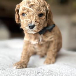 Brooks (Black Collar Male) - Apricot male Cavapoo puppy in Pleasant Hill, Iowa from Harvest Creek