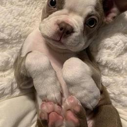 Boston Terrier Puppies from Lola’s House of Bostons & Rescue