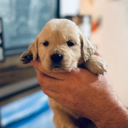 Female 4 (Yellow collar) - Light golden female Golden Retriever puppy in Rainier, Washington from Hanson’s NW Goldens & Doodles