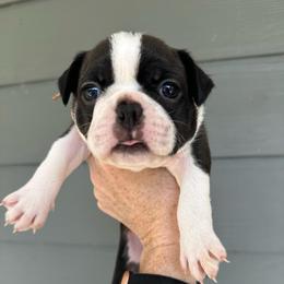 Clara - Black brindle and white female Boston Terrier puppy in Rock Hill, South Carolina from Brave Little Bostons in South Carolina
