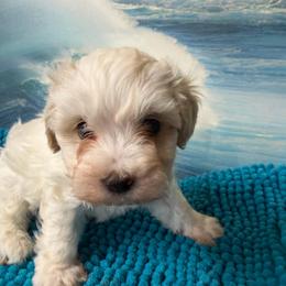Houston - Parti male Maltipoo puppy in Lawrenceburg, Tennessee from LUV Poodles and Maltipoos