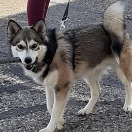 Romeo - Pomsky