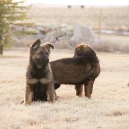 German Shepherd Puppies from Journey's German Shepherds (Kennel Vom Himmel)