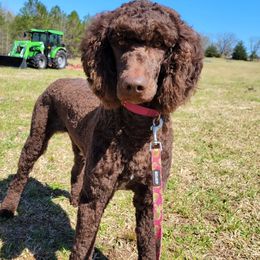 Pippa - Poodle