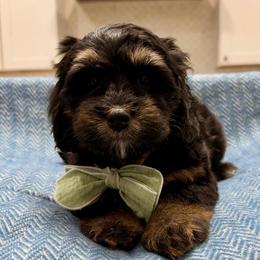 Snickers The Ultra Mini Bernedoodle Tri-Color - Tri-color male Bernedoodle puppy in Herriman, Utah from Rose Canyon Doodles