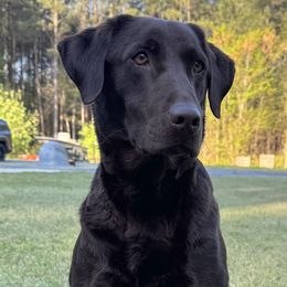 Gaddie - Labrador Retriever