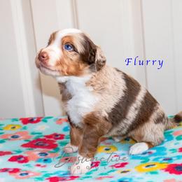 Flurry - Red merle male Aussiedoodle puppy in Kennesaw, Georgia from Distinctive Doodle