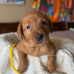 Yellow - Yellow female Labrador Retriever puppy in Gillete, Wyoming from Red Prairie Retrievers