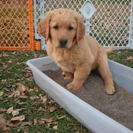 Golden Retriever Puppies from Tammy P. Roth