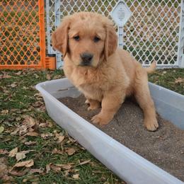 Golden Retriever Puppies from Tammy P. Roth