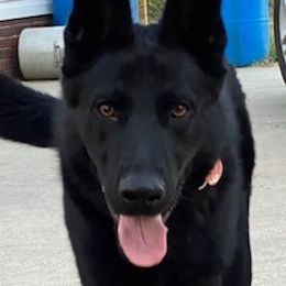 German Shepherds from T'S SHEPHERDS