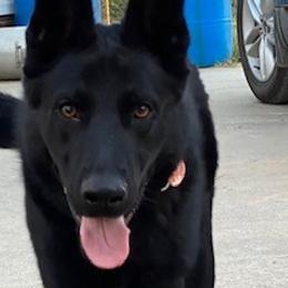 German Shepherds from T'S SHEPHERDS