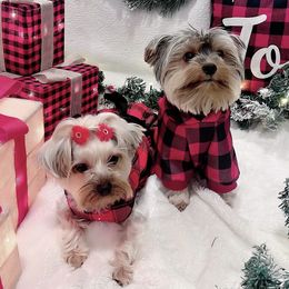 roxy - Yorkshire Terrier