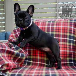 French Bulldog Puppies from A & B French Bulldogs