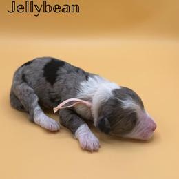 Jellybean - Blue merle female Aussiedoodle puppy in Paragould, Arkansas from AC Doodles & Corgis
